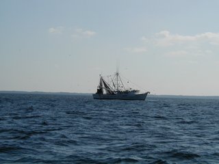 Shrimper working on Neuse River