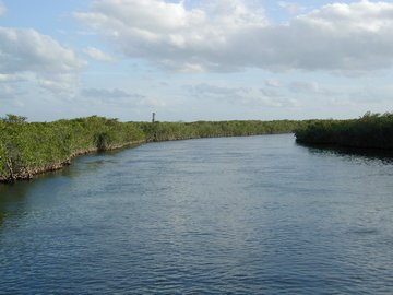 Mangrove trees